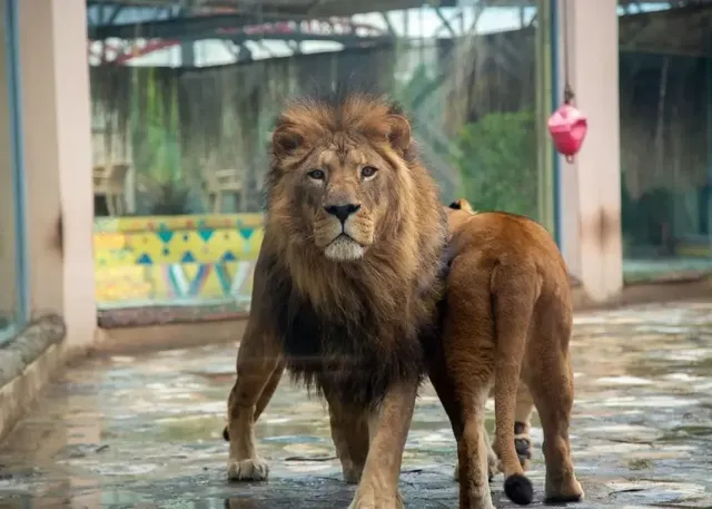 Lion Park Skip-the-Line Entrance Tickets - Image 4