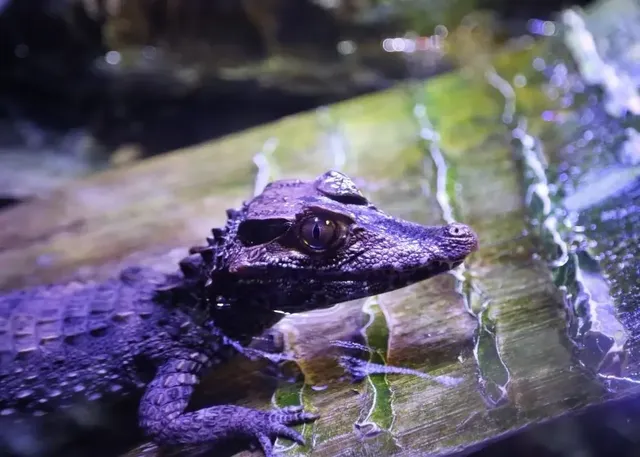 ViaSea Aquarium (Crocodile Park) Skip-the-Line Tickets - Image 3