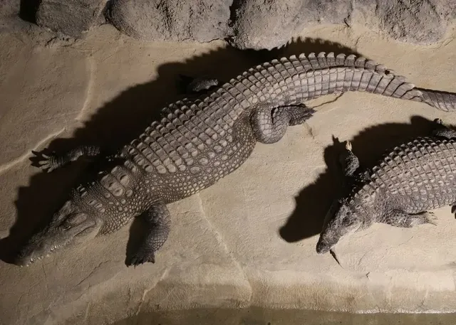 ViaSea Aquarium (Crocodile Park) Skip-the-Line Tickets - Image 4