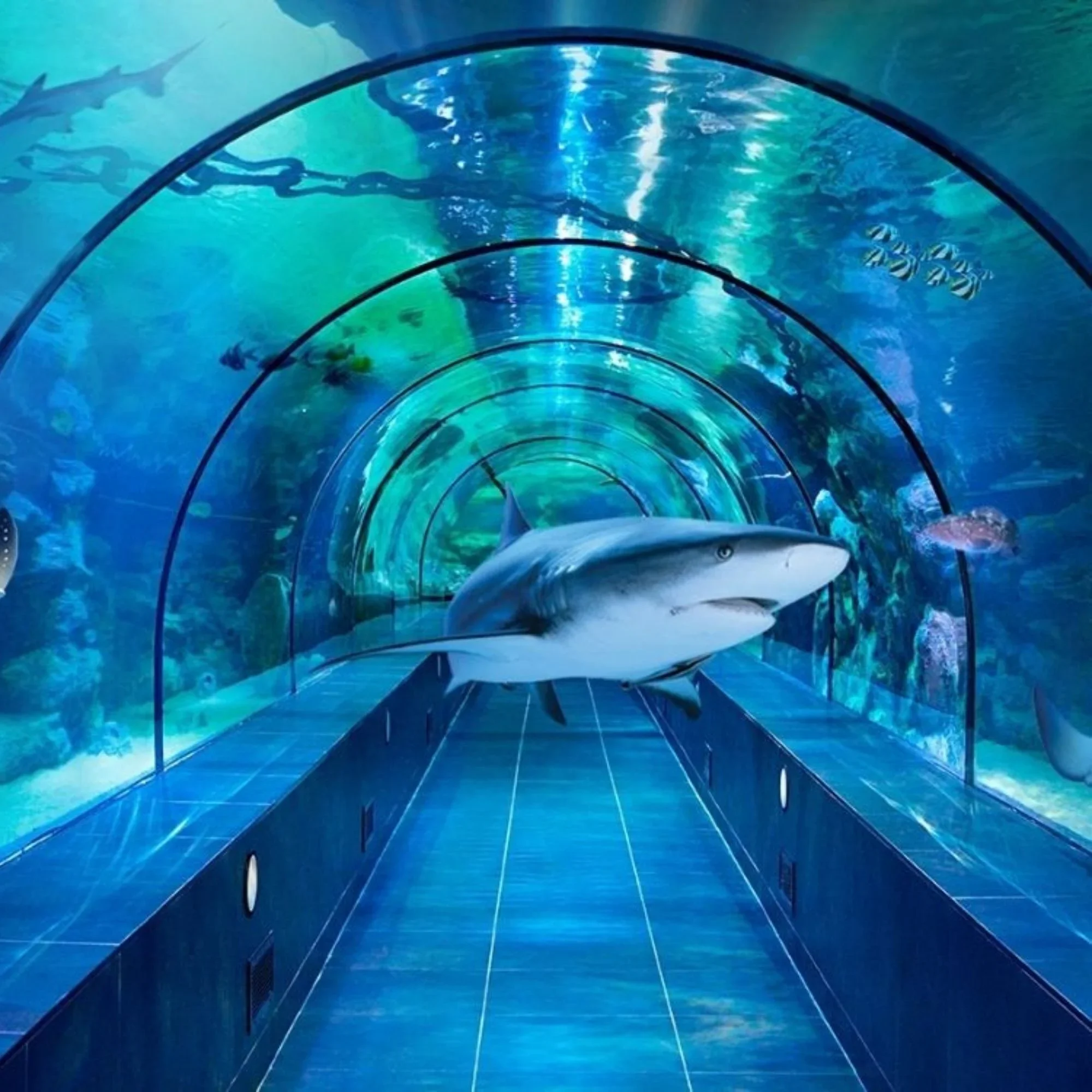 ViaSea Aquarium (Crocodile Park) Skip-the-Line Tickets