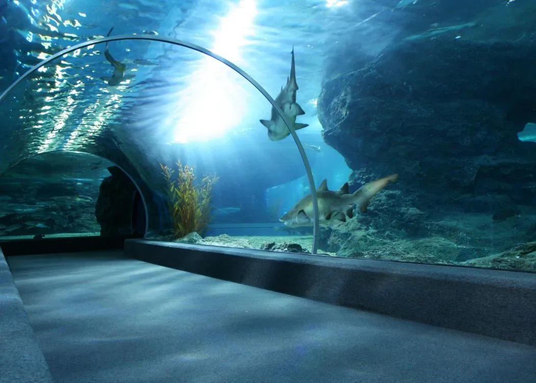 A shark passing overhead in Istanbul Aquarium's ocean tunnel