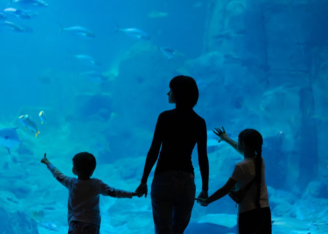 Rainy-Day Istanbul for Families: Aquariums, Indoor Experiences, and Sweet Escapes